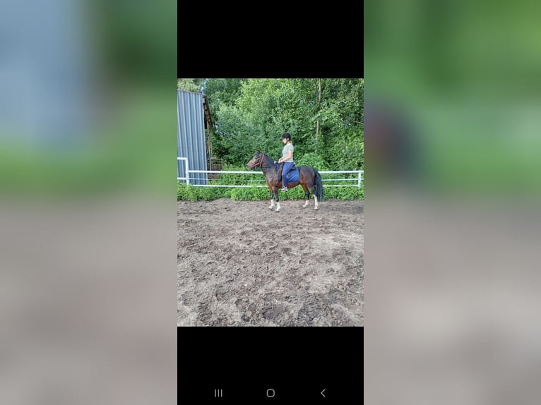 Hucul Mare 9 years 13.2 hh Pinto in Kamenz