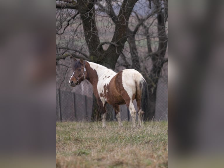 Hucul Mare 9 years 13,2 hh Tobiano-all-colors in Jodłówka