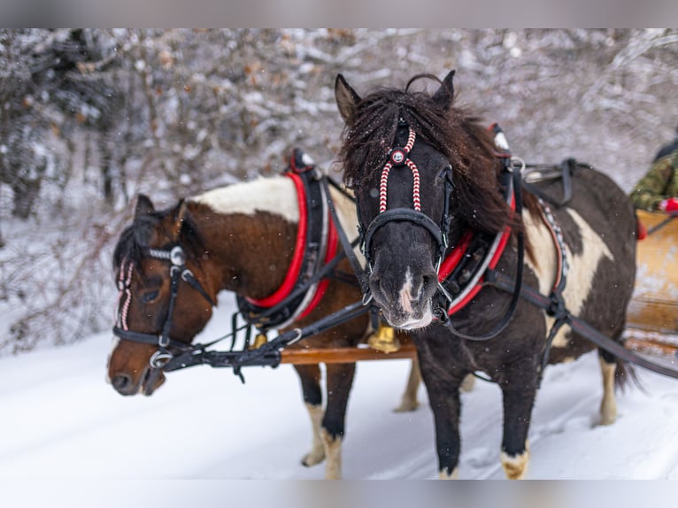 Hucul Mare 9 years 13,2 hh Tobiano-all-colors in Jod&#x142;&#xF3;wka