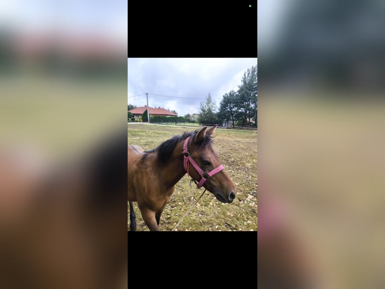 Hucul Mare Foal (02/2025) 14 hh Bay in Rad&#x142;&#xF3;w