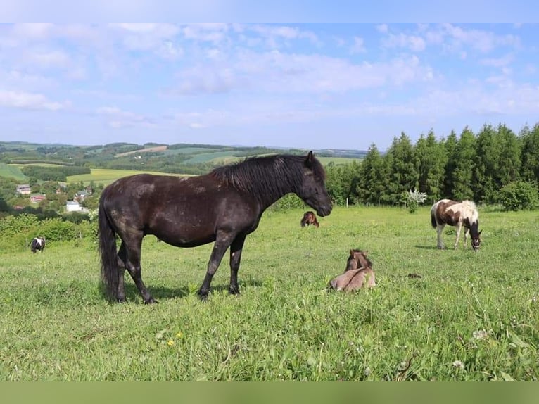 Hucul Mare Foal (02/2024) 14 hh Grullo in Pruchnik