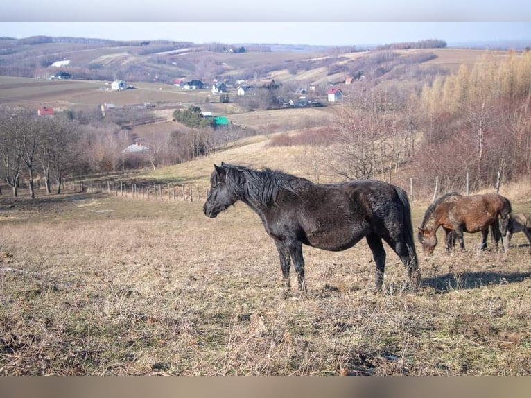 Hucul Mare Foal (02/2024) 14 hh Grullo in Pruchnik
