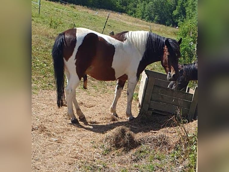 Hucul Stallion 11 years 13 hh Pinto in W&#xFC;rzburg