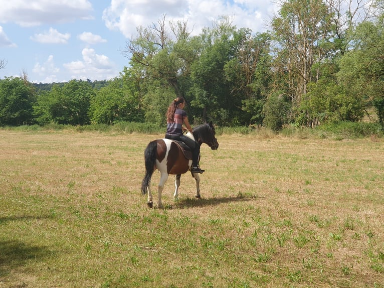 Hucul Stallion 11 years 13 hh Pinto in W&#xFC;rzburg