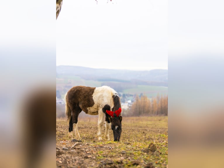 Hucul Stallion 1 year 13,3 hh Tobiano-all-colors in Pruchnik