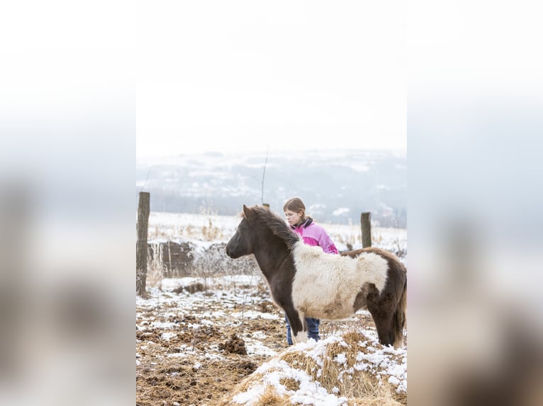 Hucul Stallion 1 year 13,3 hh Tobiano-all-colors in Pruchnik