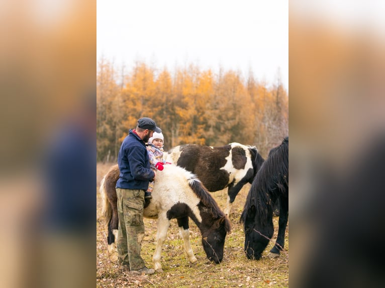 Hucul Stallion 1 year 13,3 hh Tobiano-all-colors in Pruchnik