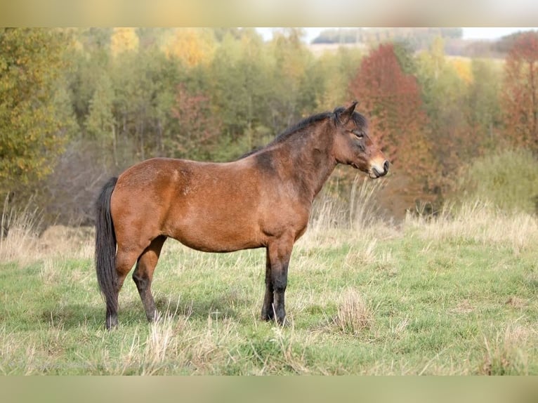 Hucul Stallion 1 year 13,3 hh Tobiano-all-colors in Pruchnik