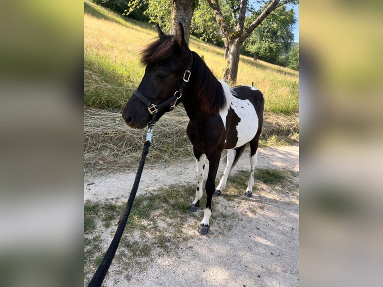 Hucul Stallion 1 year 13,2 hh Tobiano-all-colors in G&#xF6;ppingen