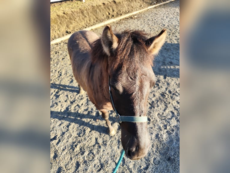 Hucul Stallion 1 year 14,1 hh Grullo in Weiz