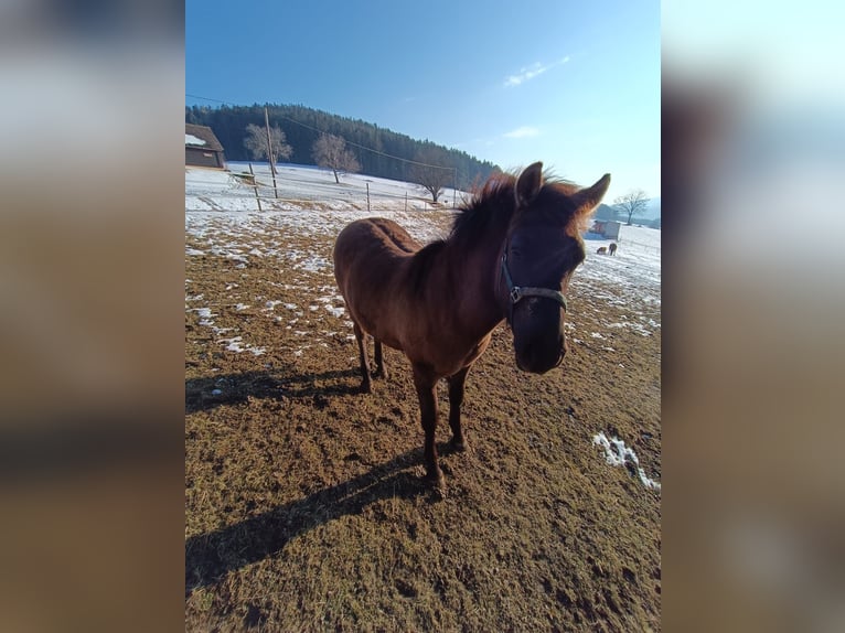 Hucul Stallion 1 year 14,1 hh Grullo in Weiz