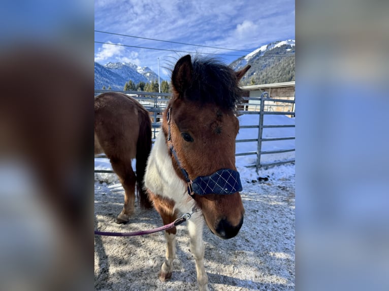 Hucul Mix Stallion 2 years 13 hh Pinto in Nesselwängle