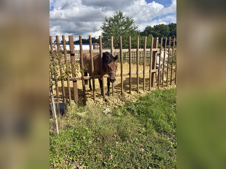 Hucul Stallion 3 years 13,2 hh Brown in Schermbeck