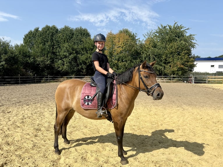 Hucul Stallion 3 years 13,2 hh Brown in Schermbeck