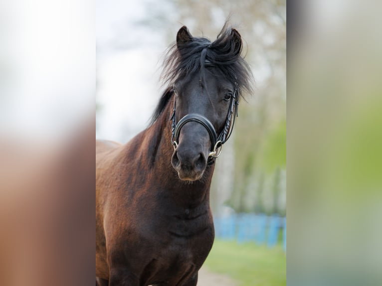 Hucul Stallion 3 years 14.1 hh Tobiano-all-colors in Jodłówka