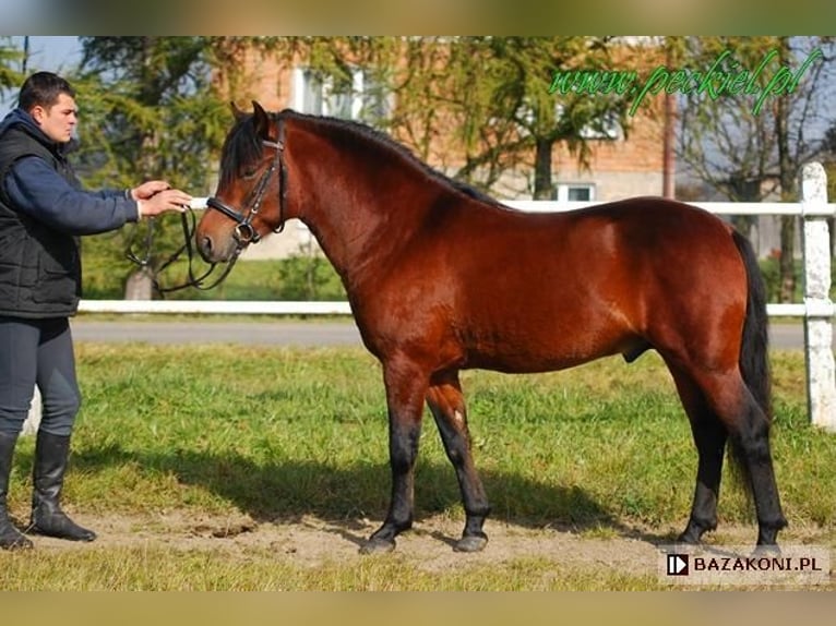 Hucul Stallion 3 years 14.1 hh Tobiano-all-colors in Jodłówka