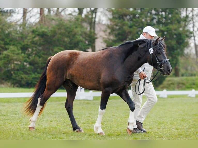 Hucul Stallion 3 years 14.1 hh Tobiano-all-colors in Jodłówka