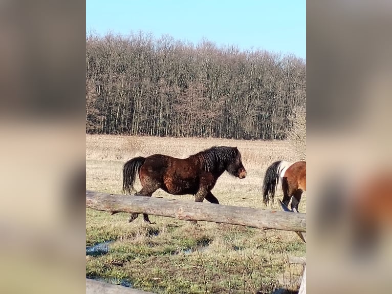 Hucul Stallion 3 years Chestnut in Mazurowice