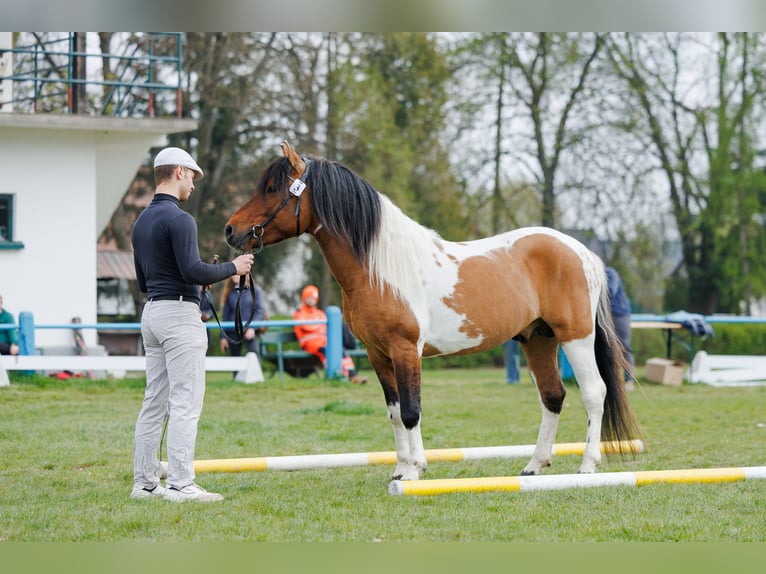 Hucul Stallion 4 years 13.3 hh Pinto in Młodzianów