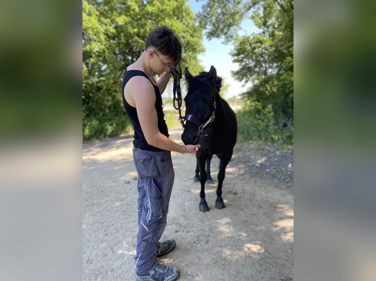 Hucul Stallion 5 years 14,1 hh Black in Kreuztal