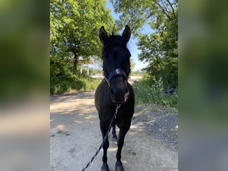 Hucul Stallion 6 years 14,1 hh Black in Kreuztal