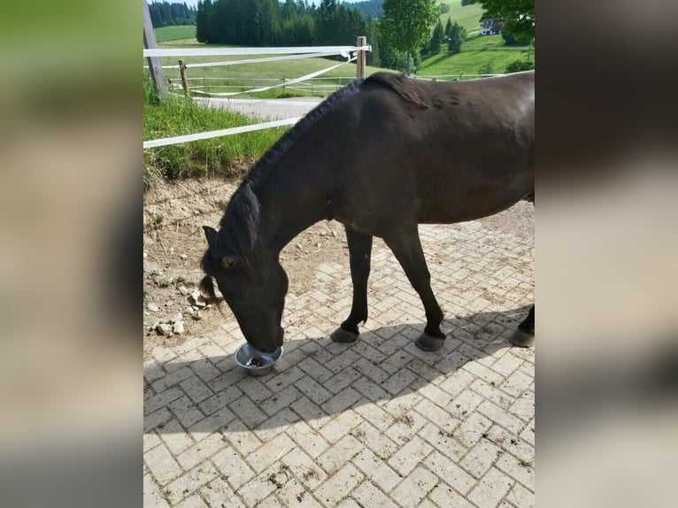 Hucul Stallion 8 years 14 hh Black in Donaueschingen