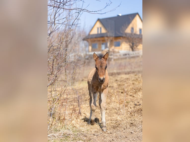 Hucul Stallion Foal (03/2025) 13,2 hh Bay-Dark in Jod&#x142;&#xF3;wka