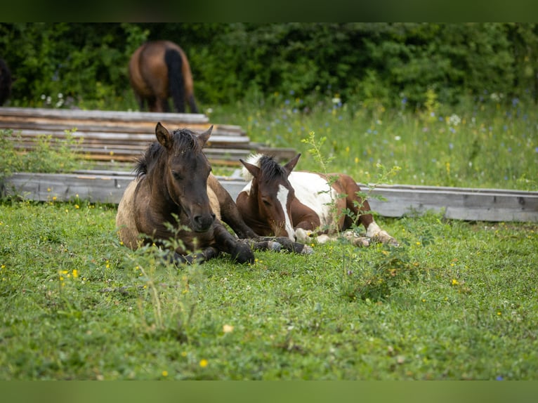 Hucul Stallion  13,2 hh Bay-Dark in Jod&#x142;&#xF3;wka
