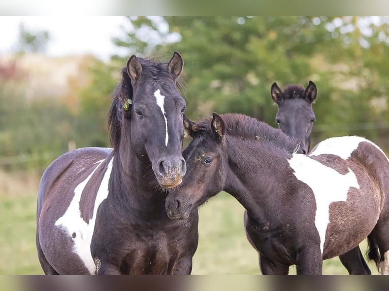 Hucul Stallion Foal (03/2025) 13,2 hh Bay-Dark in Jod&#x142;&#xF3;wka