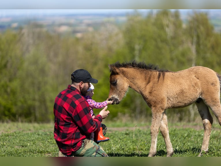 Hucul Stallion Foal (03/2025) 13,2 hh Bay-Dark in Jod&#x142;&#xF3;wka