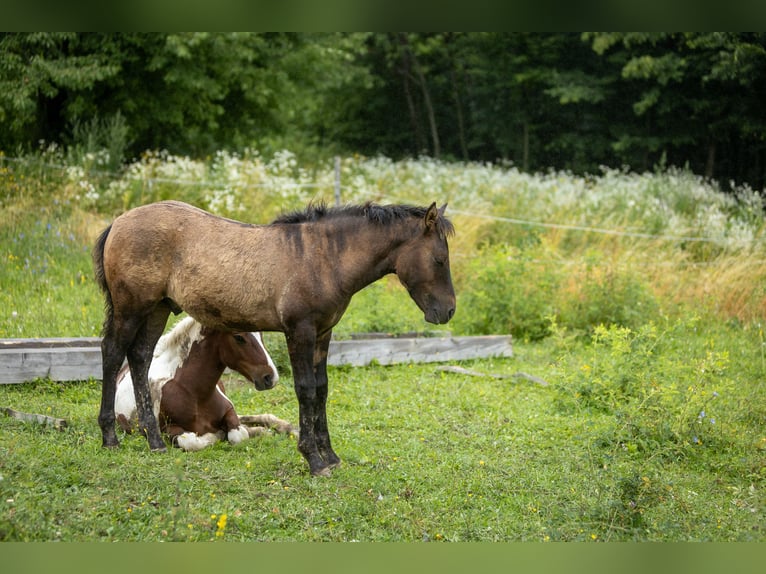 Hucul Stallion  13,2 hh Bay-Dark in Jod&#x142;&#xF3;wka