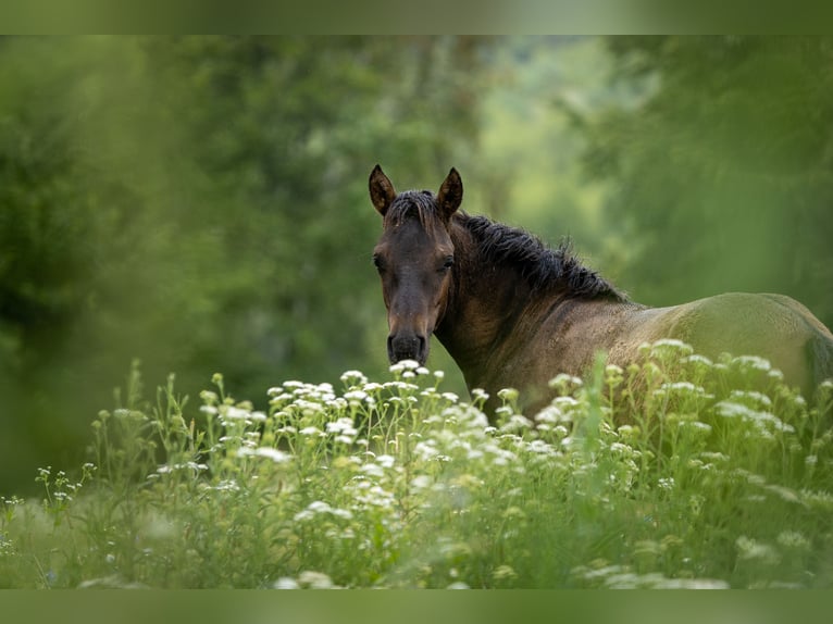 Hucul Stallion  13,2 hh Bay-Dark in Jod&#x142;&#xF3;wka