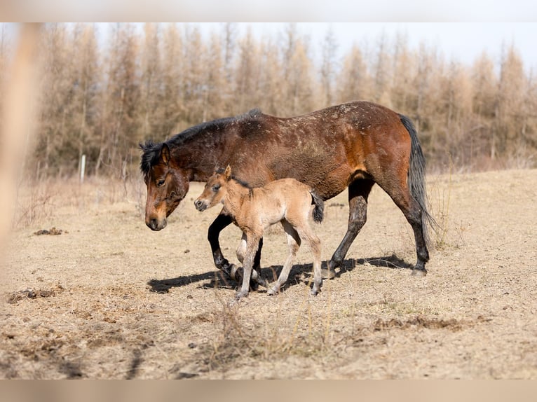 Hucul Stallion Foal (03/2025) 13,2 hh Bay-Dark in Jod&#x142;&#xF3;wka