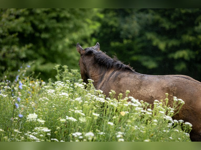 Hucul Stallion  13,2 hh Bay-Dark in Jod&#x142;&#xF3;wka