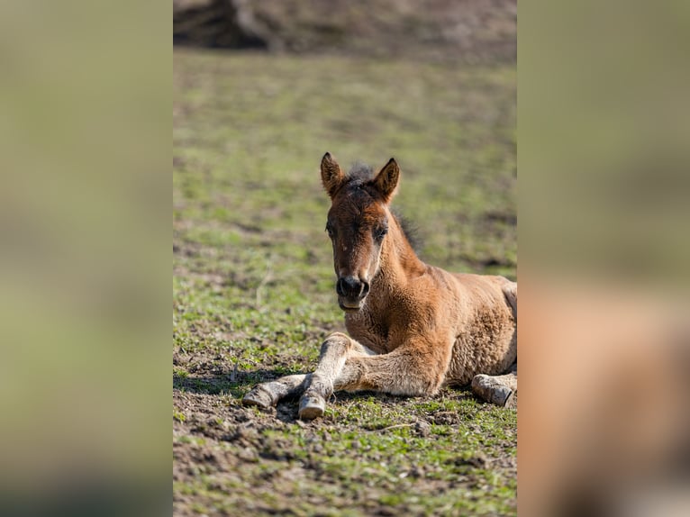 Hucul Stallion Foal (03/2025) 13,2 hh Bay-Dark in Jod&#x142;&#xF3;wka