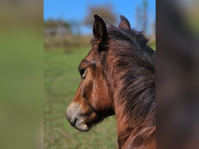 Hucul Stallion Foal (03/2024) Brown in Passau