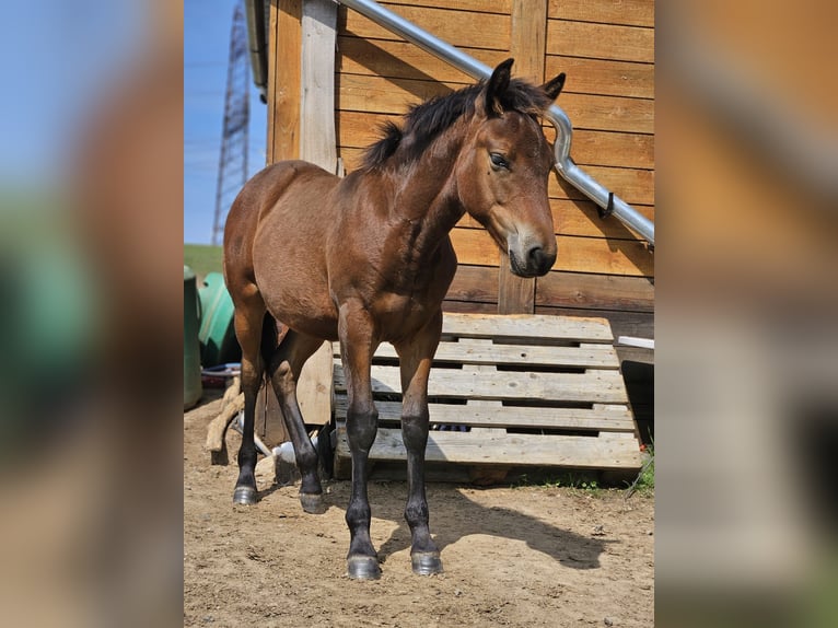 Hucul Stallion Foal (03/2024) Brown in Passau