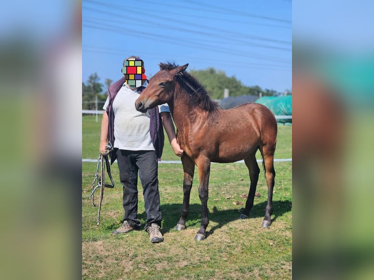 Hucul Stallion Foal (03/2024) Brown in Passau