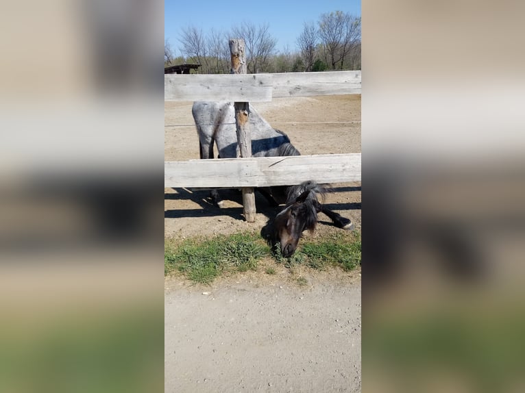 Hucul Blandning Sto 10 år 144 cm Braunfalbschimmel in Hadersdorf am Kamp