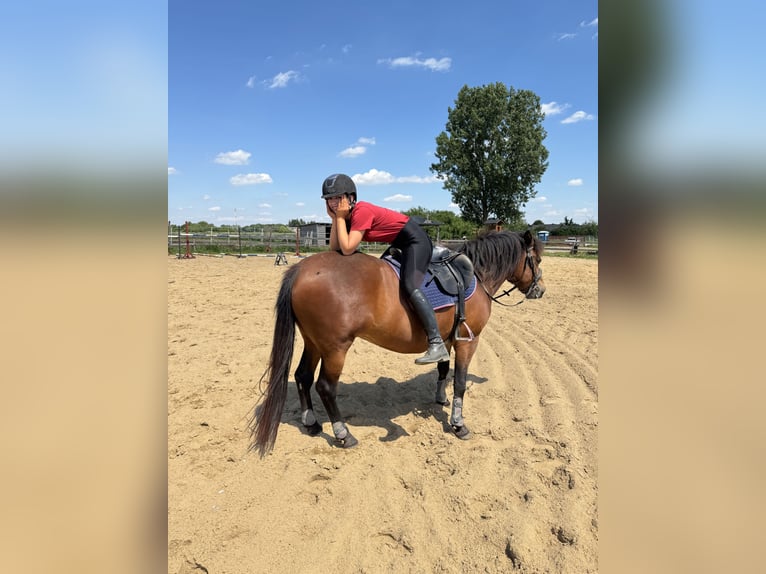 Hucul Sto 3 år Brun in Ciechanów