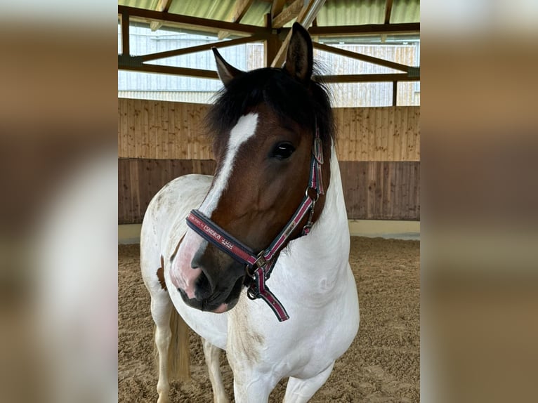 Hucul Sto 7 år 135 cm Pinto in Ellingen