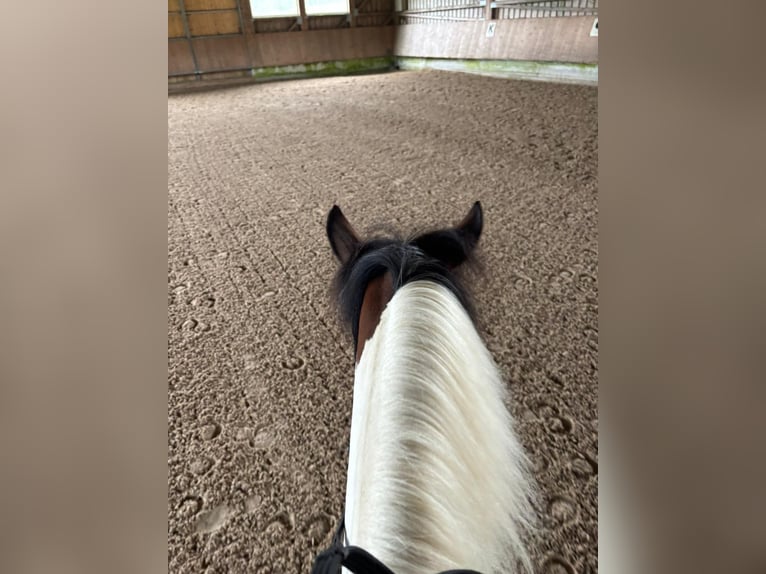 Hucul Sto 7 år 135 cm Pinto in Ellingen