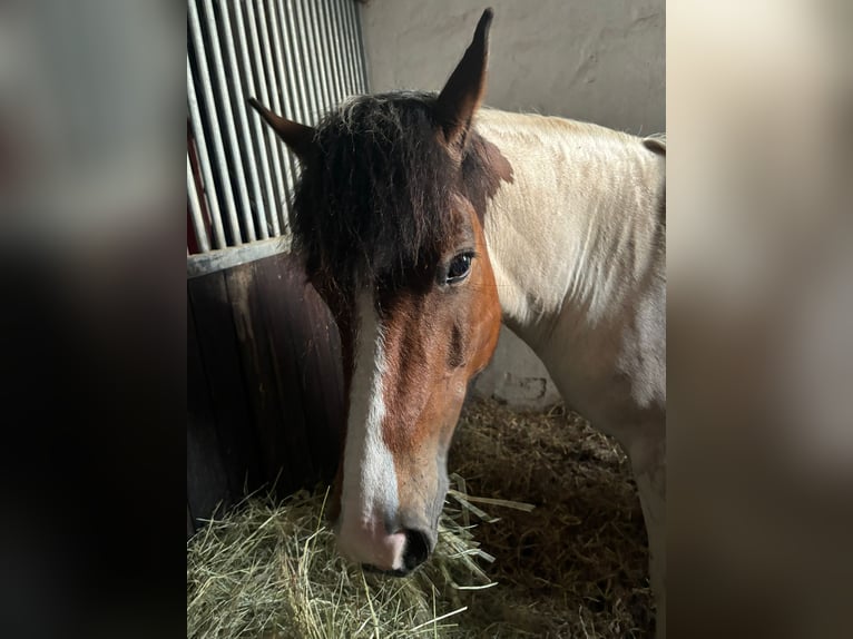 Hucul Sto 7 år 135 cm Pinto in Ellingen