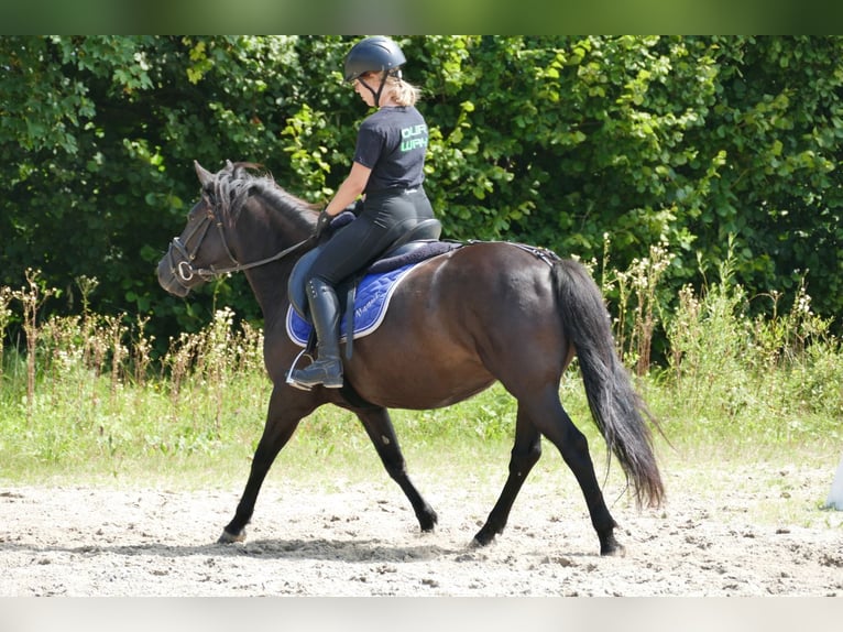 Hucul Sto 7 år 138 cm Svart in Ramsau