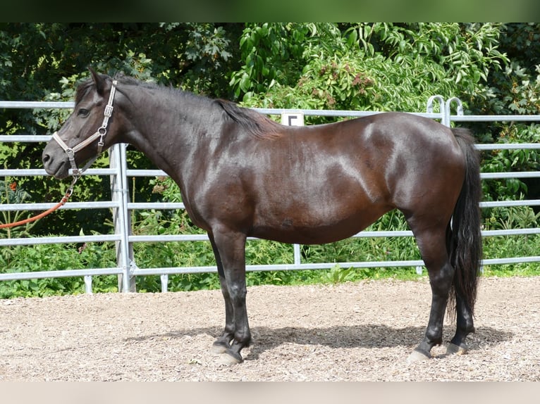 Hucul Sto 7 år 138 cm Svart in Ramsau