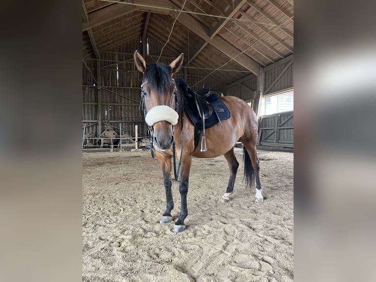 Hucul Sto 7 år 150 cm Brun in Ried im Innkreis