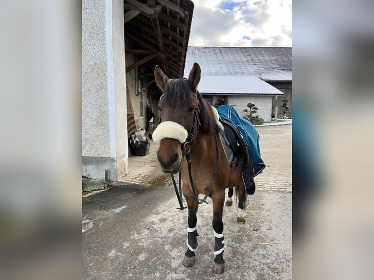 Hucul Sto 7 år 150 cm Brun in Ried im Innkreis