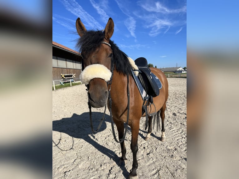 Hucul Sto 8 år 140 cm Brun in Kager