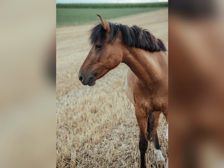 Hucul Sto 8 år 140 cm Brun in Kager