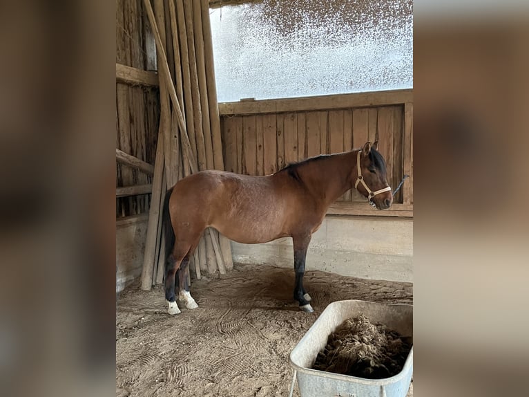 Hucul Sto 8 år 140 cm Brun in Kager